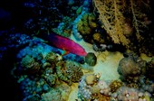 Similar image