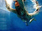 Similar image