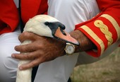 Similar image