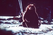 Similar image