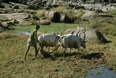 Similar image