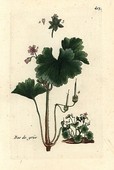 Similar image