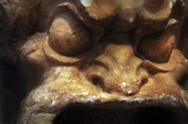 Similar image