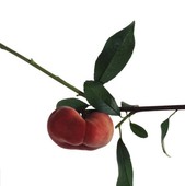 Similar image