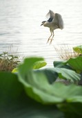 Similar image