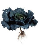 Similar image