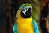 Similar image