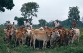 Similar image