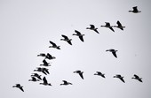 Similar image