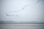 Similar image