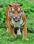 Similar image