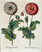 Similar image