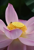 Similar image