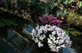 Similar image