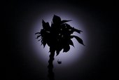 Similar image
