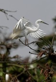 Similar image