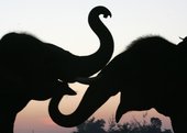 Similar image