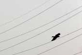 Similar image