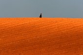 Similar image