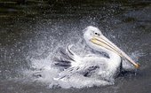 Similar image