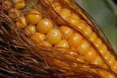 Similar image
