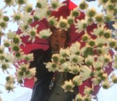 Similar image