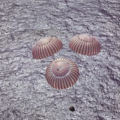 Similar image