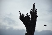 Similar image
