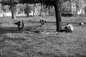 Similar image