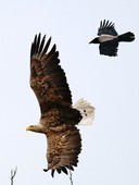 Similar image