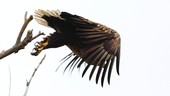 Similar image