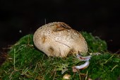 Similar image