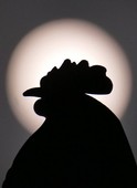 Similar image