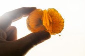 Similar image