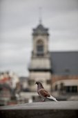 Similar image
