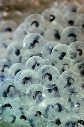 NATURE - Frog Embryos