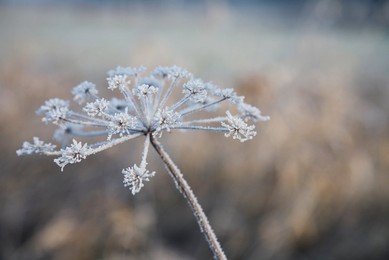 Image 10337823