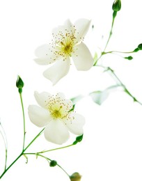 Image 10337890