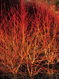 Cornus Sanguinea �midwinter Fire�, Dogwood