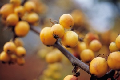 Sorbus 'joseph Rock', Mountain Ash