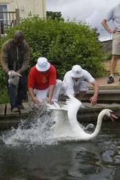 Image 22063534