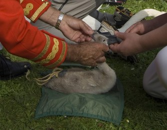 Image 22064403