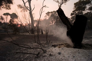 Greece forest fires