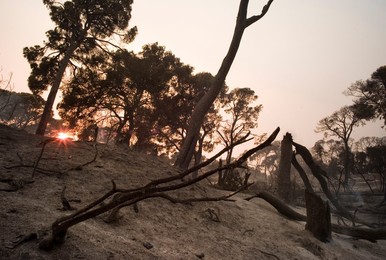 Greece forest fires