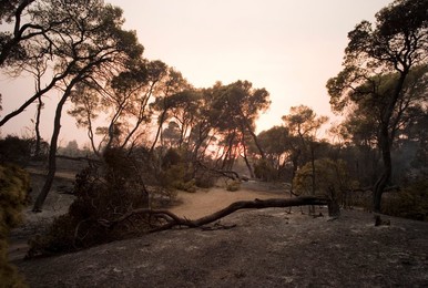 Greece forest fires