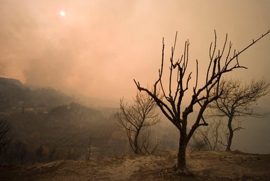 Greece forest fires