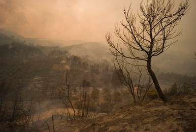 Greece forest fires