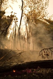 Greece forest fires
