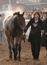 Racing at Cheltenham