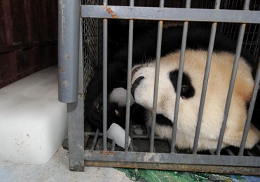 Image 25982189
